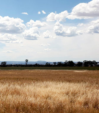 grassland