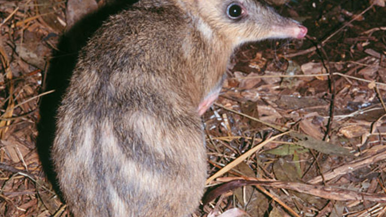 Eastern Barred Bandicoot