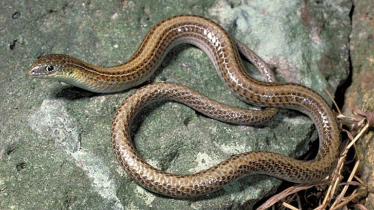 Striped Legless Lizard