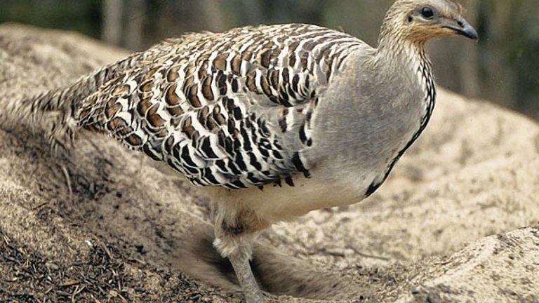 Brown bird