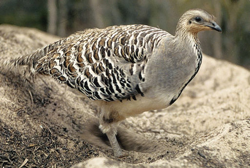 Brown bird