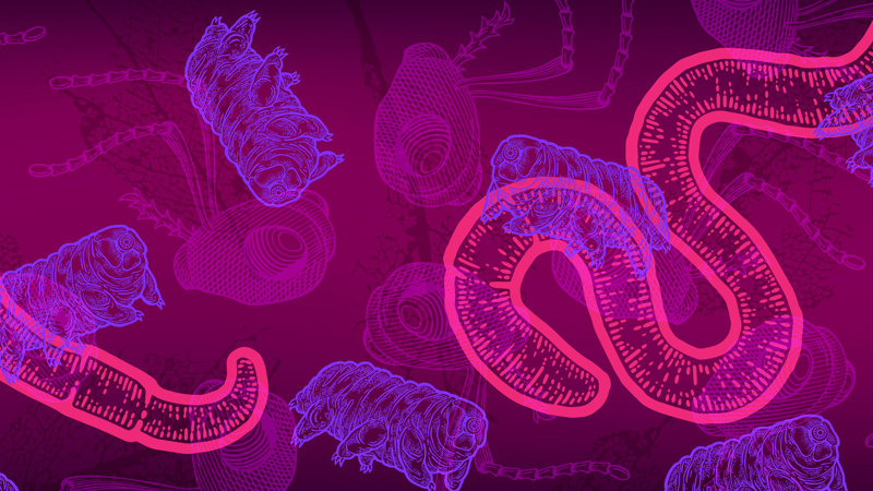 The Secret Life of Soil