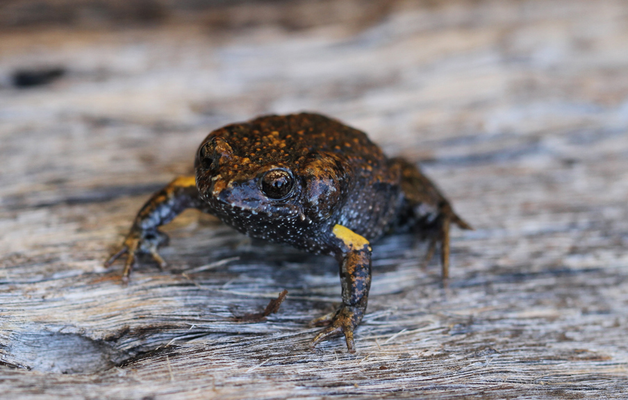 A small, brownish frog with blue spots and yellow arms. 