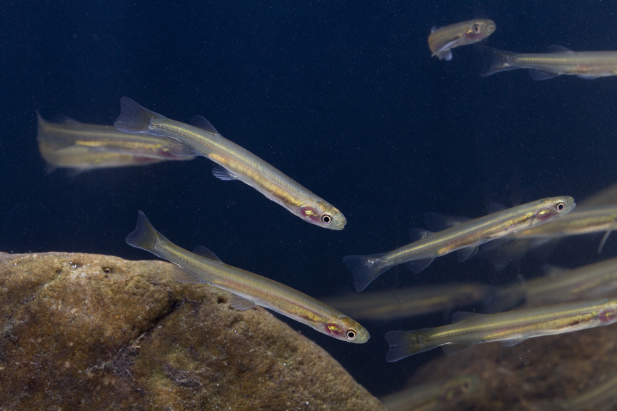 A school of small tube-shaped fish.