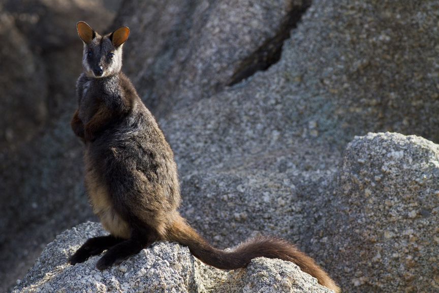 A wallaby stands atop a rock.
