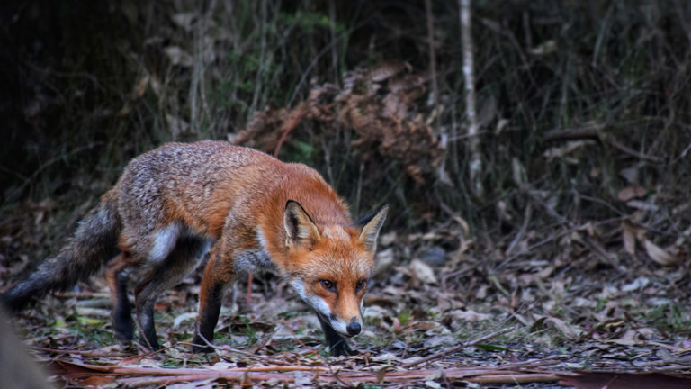 Red Fox