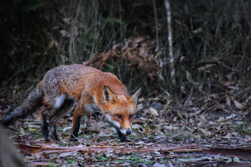 Red Fox