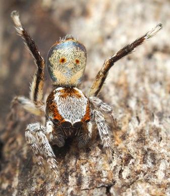 Spider on a log