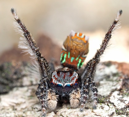 Spider on a log