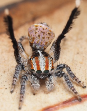 Spider on a leaf