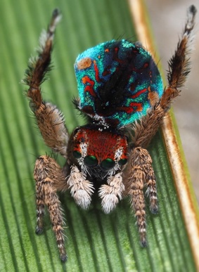 Spider on a leaf