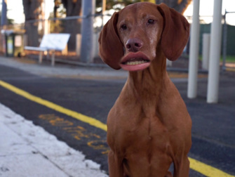 A dog at a train station with a human lips superimposed onto it's face