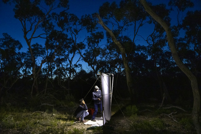 Two people stand before a white sheet in an arid forest at twilight. 