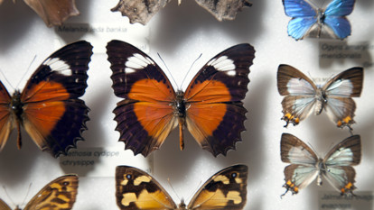 Butterflies on display in the Bugs Alive! exhibition at Melbourne Museum