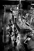 Science and Life Gallery, Dinosaur Walk, Melbourne Museum