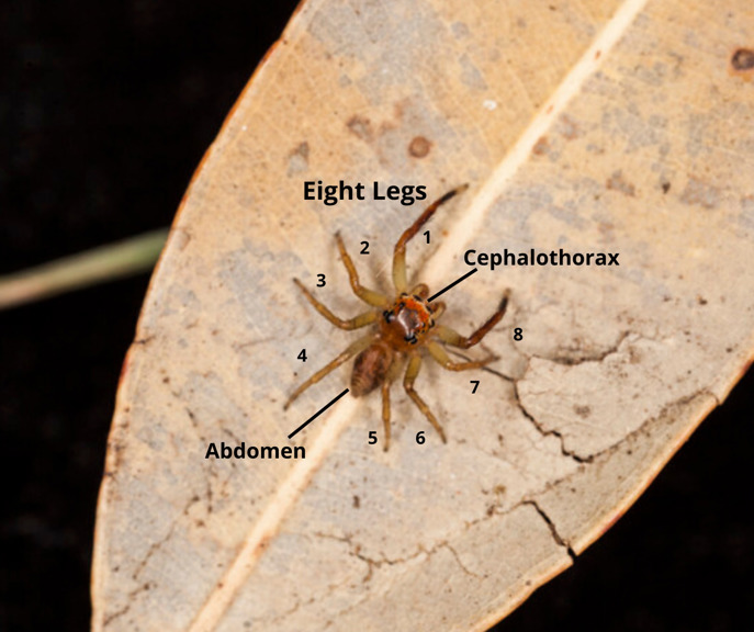Spider on a leaf