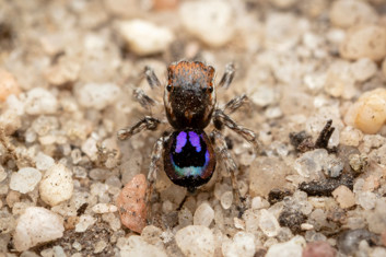 Spider on gravel