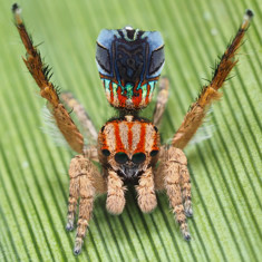 Spider on a leaf