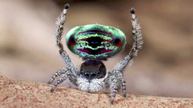 Spider on a branch