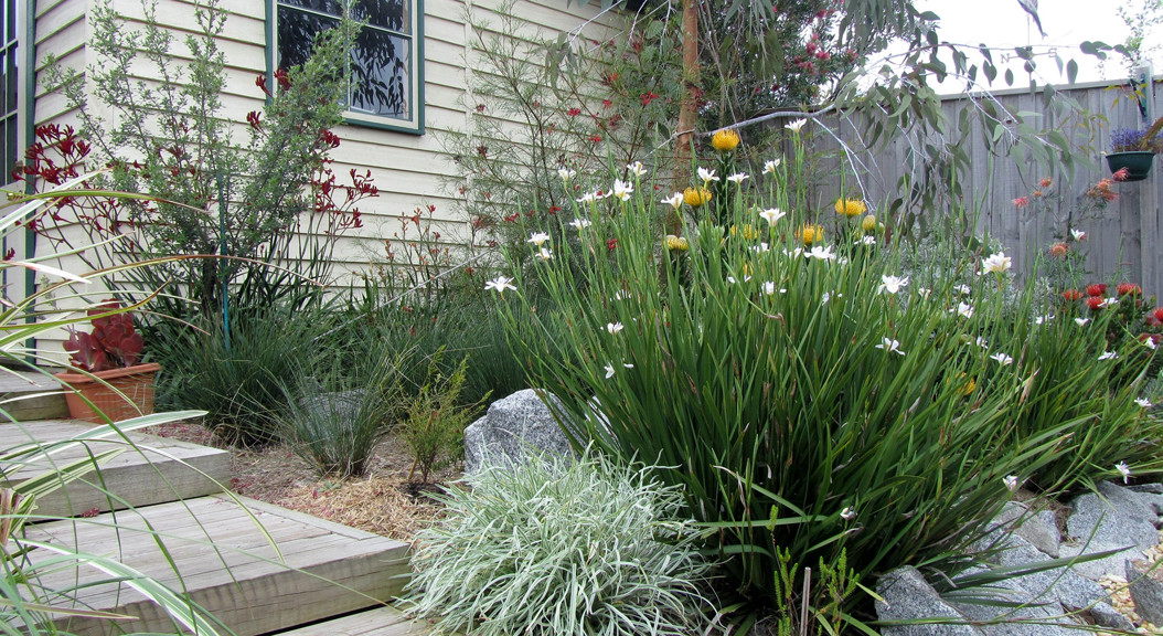 Australian native garden with wooden steps