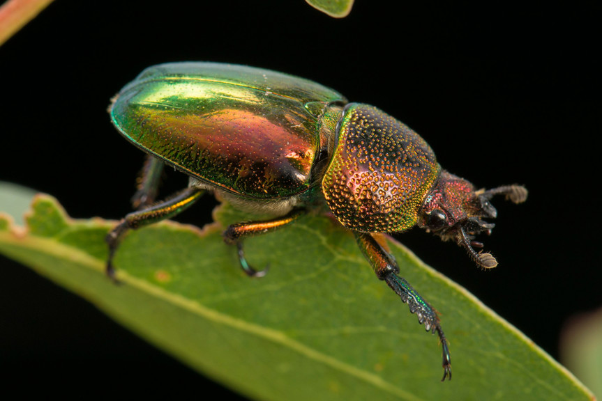 Beetle on a leaf