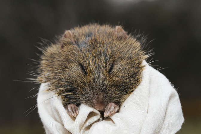 A cute and furry little creature is held to camera. 