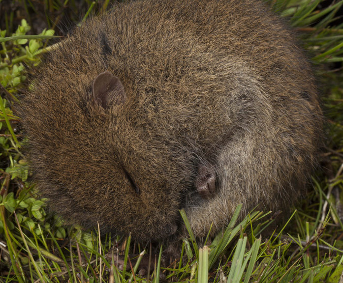 An adorable little rodent snuggled up into a ball. 