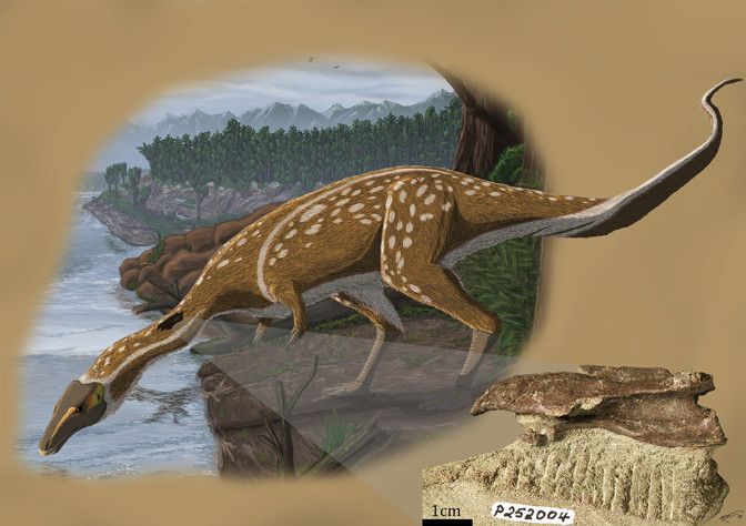 Photograph of a fossil overlayed on an artist's impression of a Dinosaur