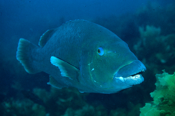 A big blue fish in the big blue sea.