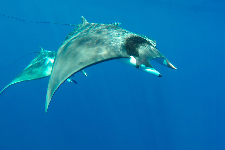 A winged giant of a ray. 