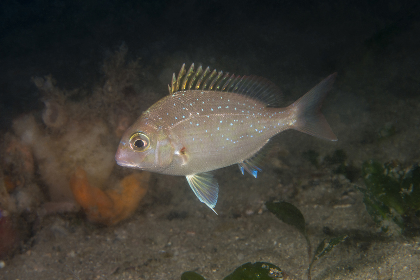 A smallish pink fish