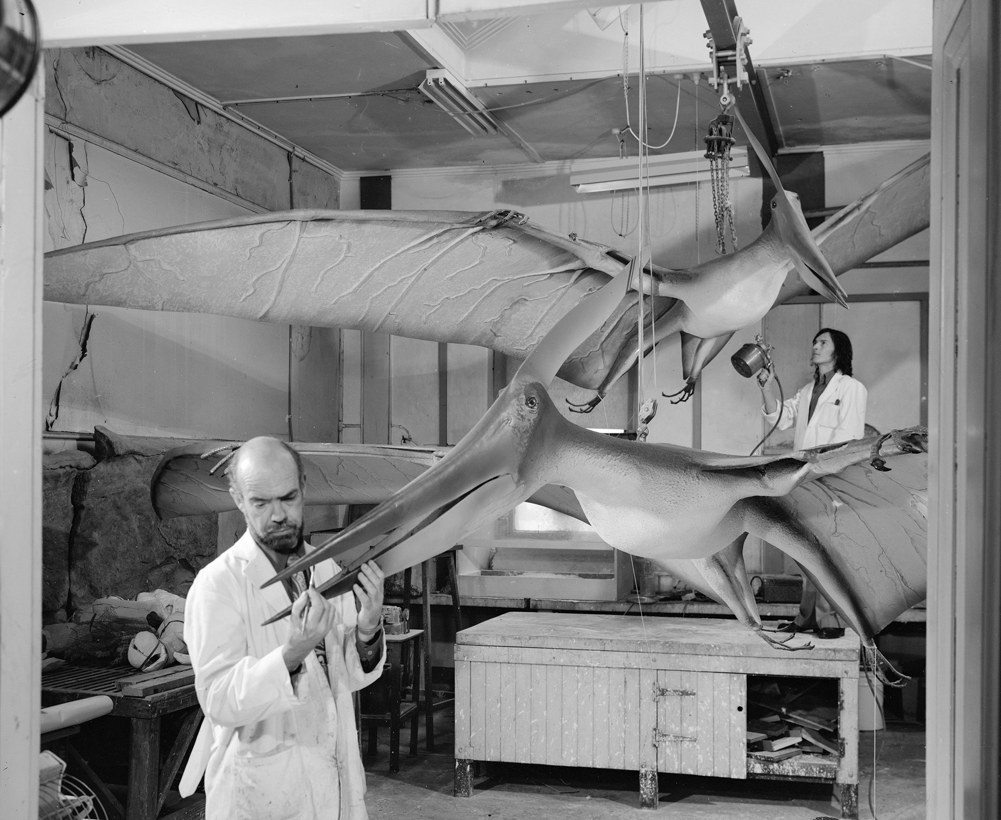 Pteranodon models being constructed by museum preparators.