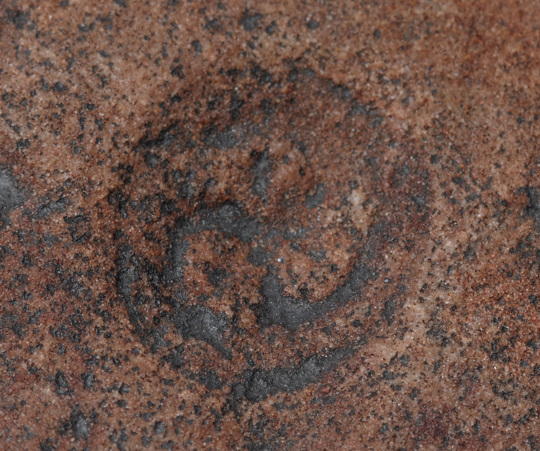 Fossil of Tribrachidium