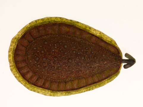 Model of Kimberella