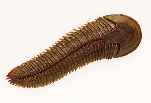 Model of Spriggina floundersi