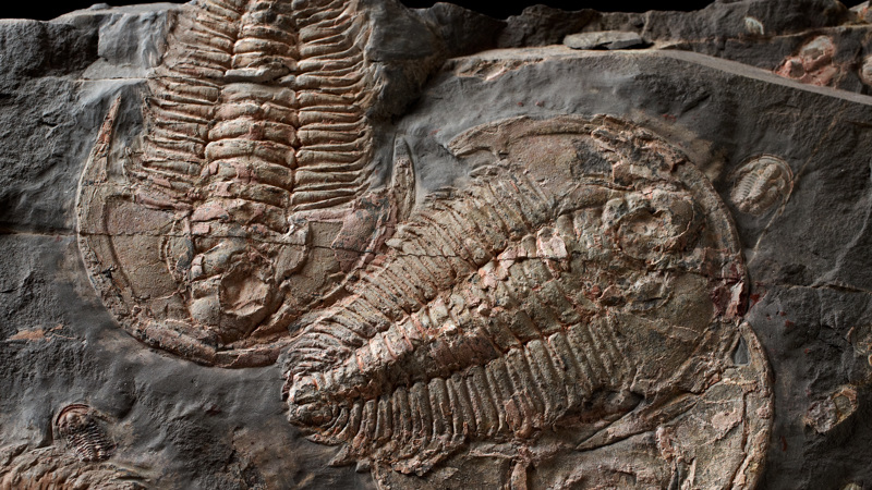 Redlichia takooensis, early trilobite fossil
