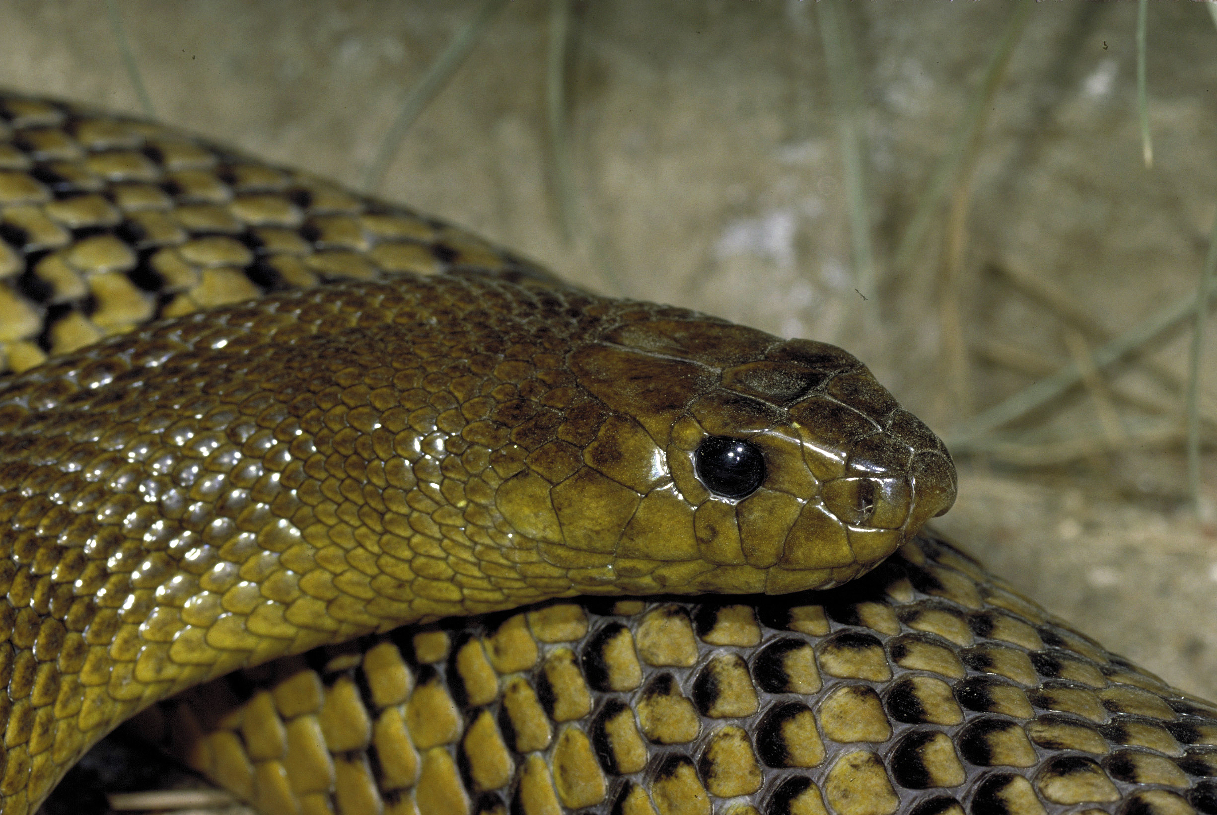 Inland taipan, <i>Oxyuranus microlepidotus</i>