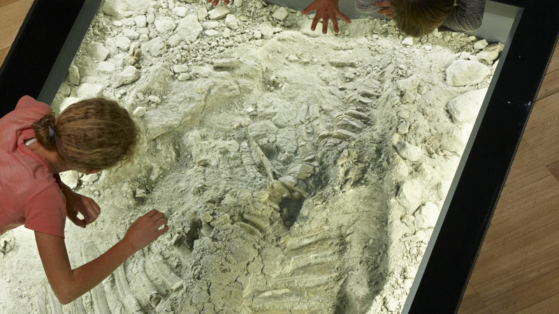 Three visiting children examine the Hadrosaur fossil block