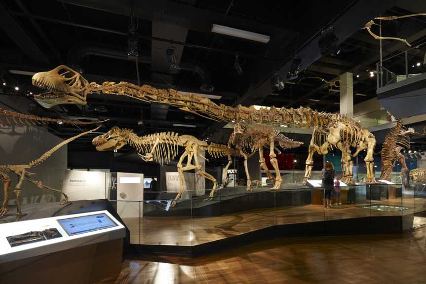 View of Tarbosaurus and Mamenchisaurus on display in the Dinosaur Walk exhibition. 