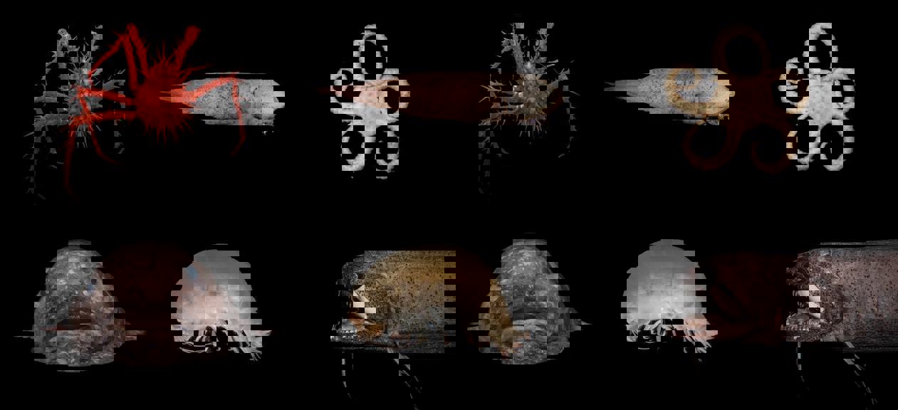 Deep sea creatures