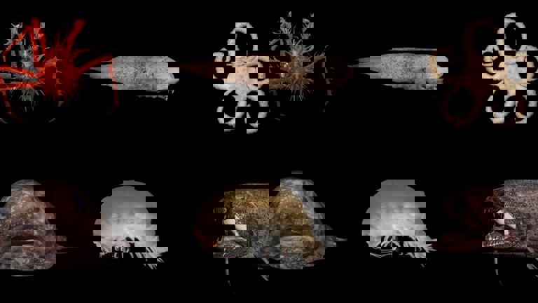 Deep sea creatures