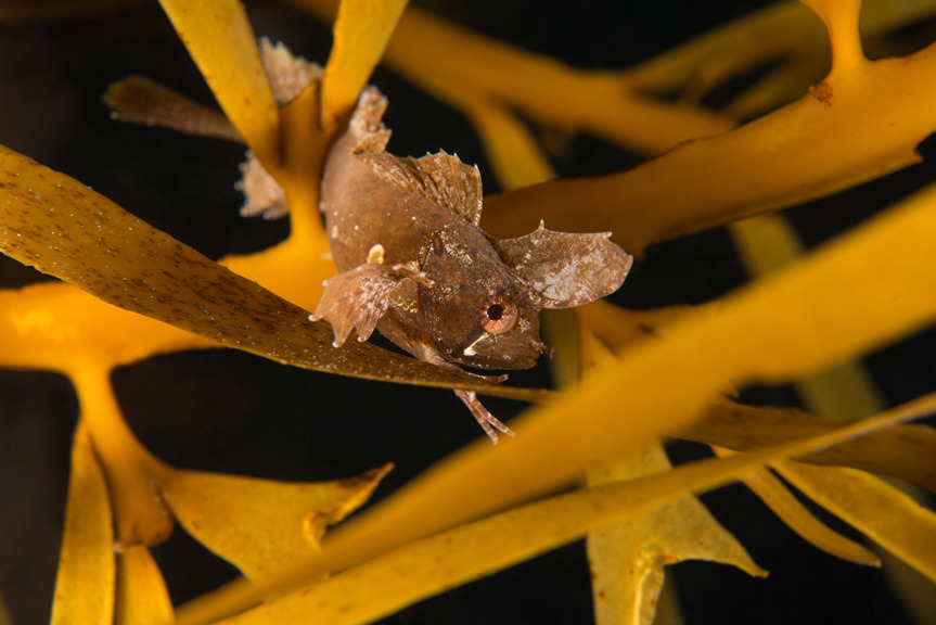 A small fish resting in yellow seaweed