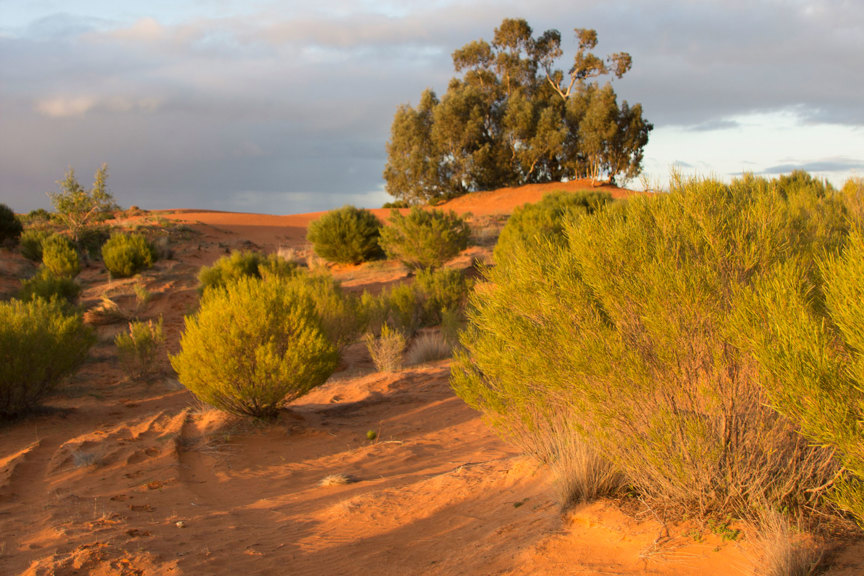 Desert landscape