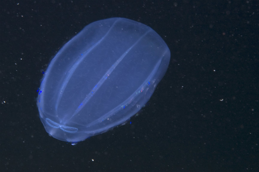 Blue blob in dark water