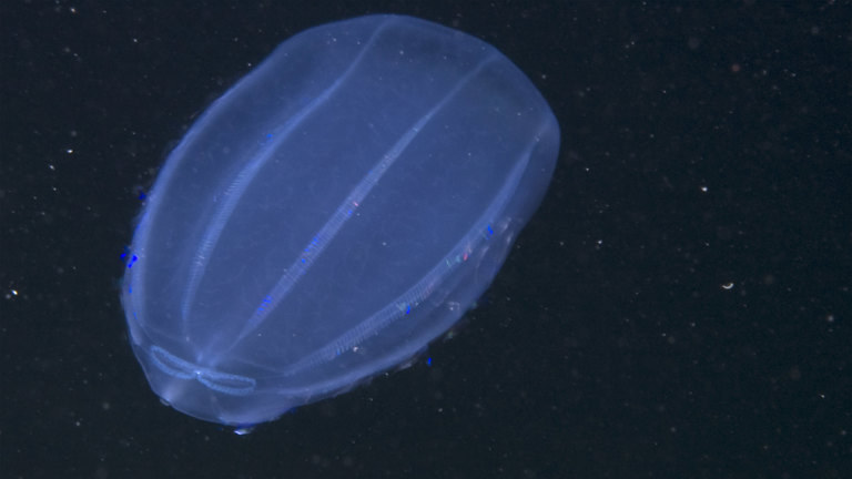 Blue blob in dark water
