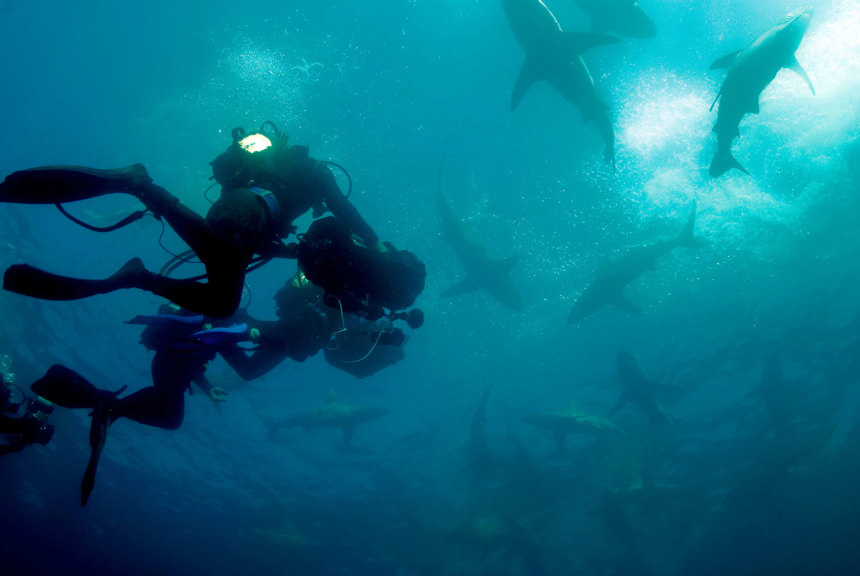Looking up at dives and sharks underwater