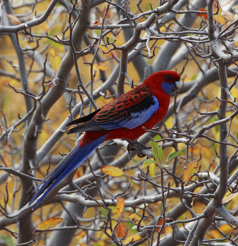 Crimson Rosella sitting on a branch