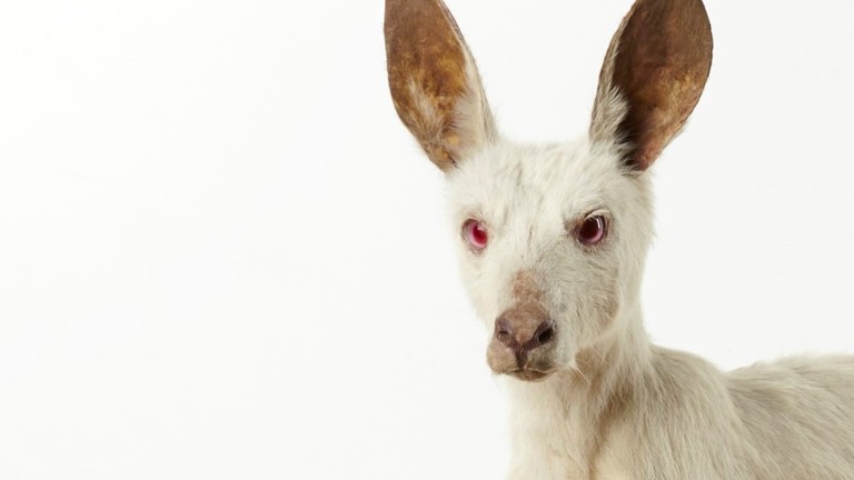 A white Eastern Grey Kangaroo