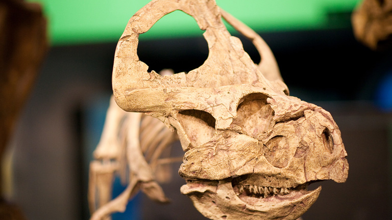Cast of a frilled dinosaur