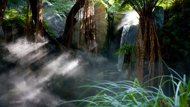 Forest Gallery
